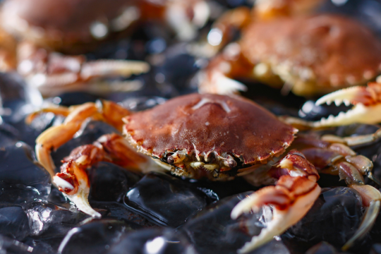 Cách bảo quản cua sống trong tủ lạnh tươi ngon chuẩn vị như mới