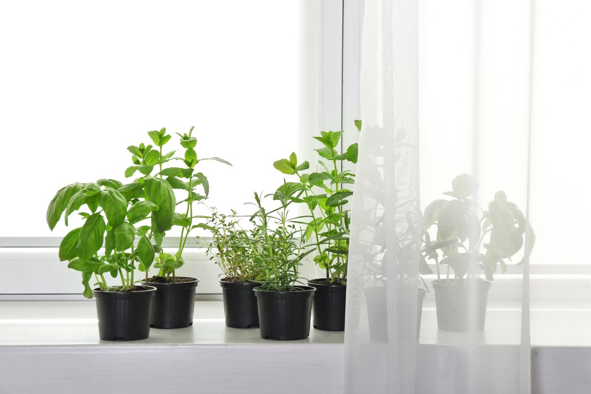 Bếp đối diện cửa sổ có sao không