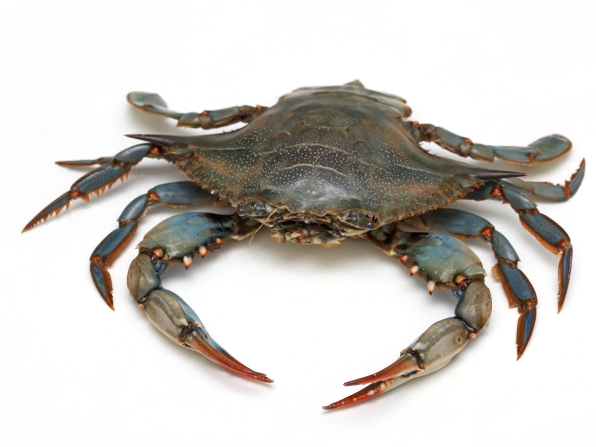 cach-bao-quan-cua-song-trong-tu-lanh