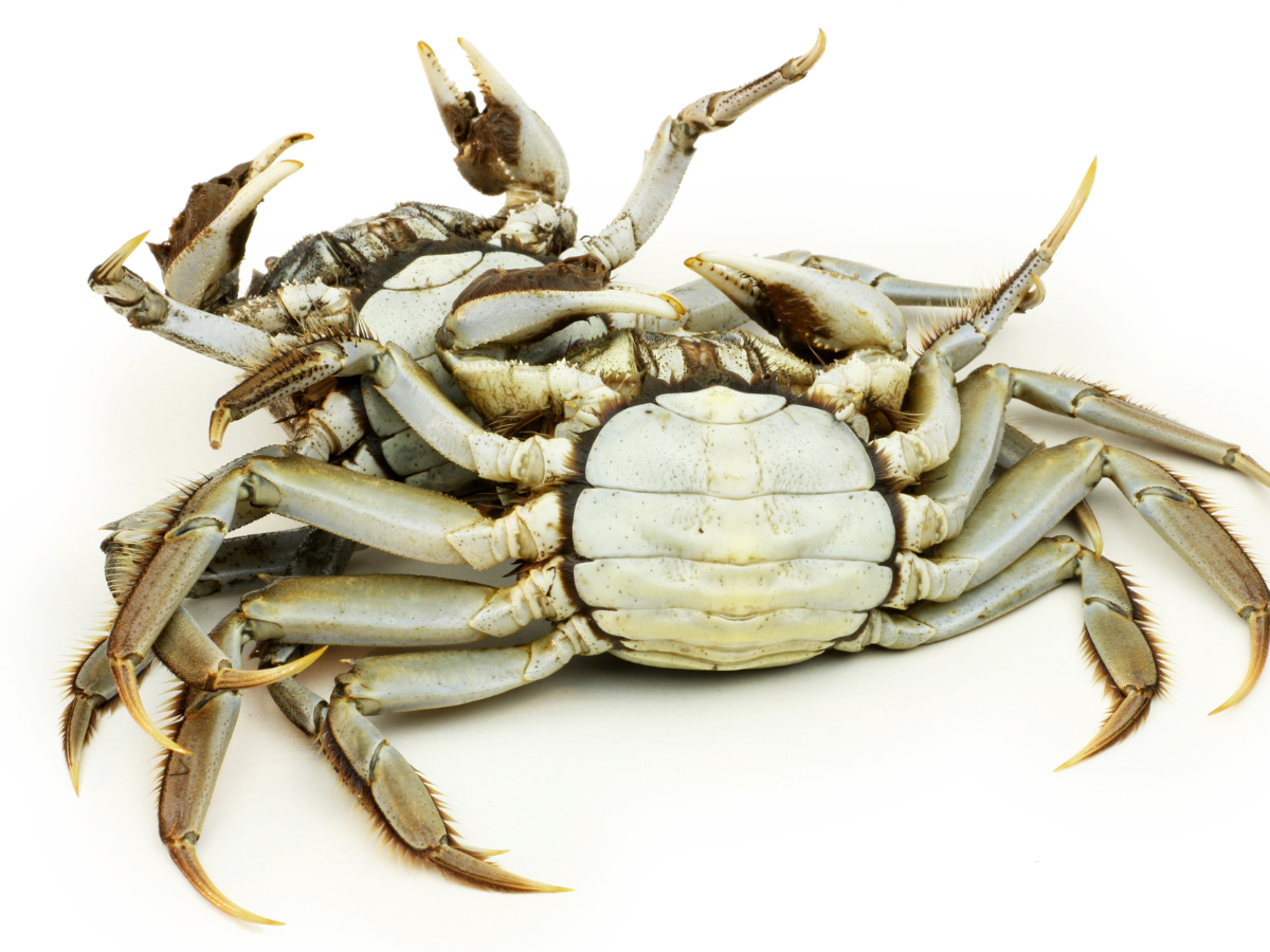 cach-bao-quan-cua-song-trong-tu-lanh