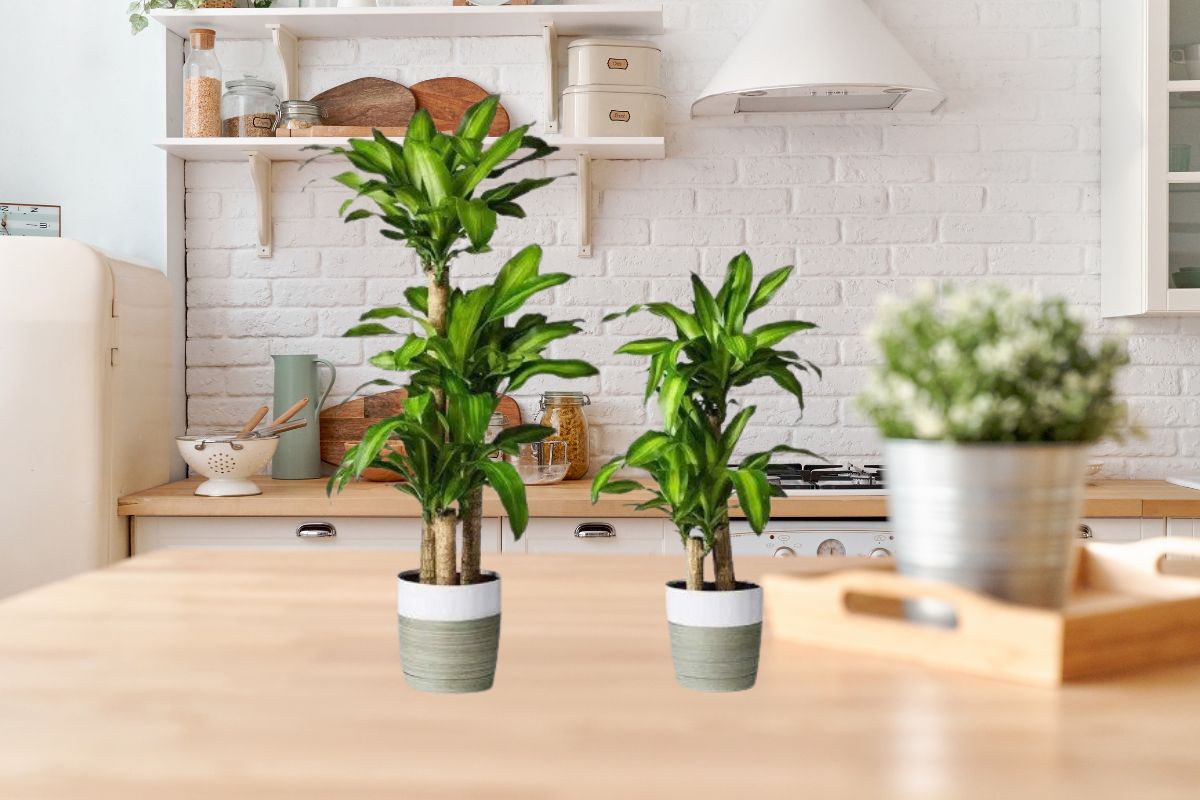 Phòng bếp nên đặt cây gì theo phong thuỷ