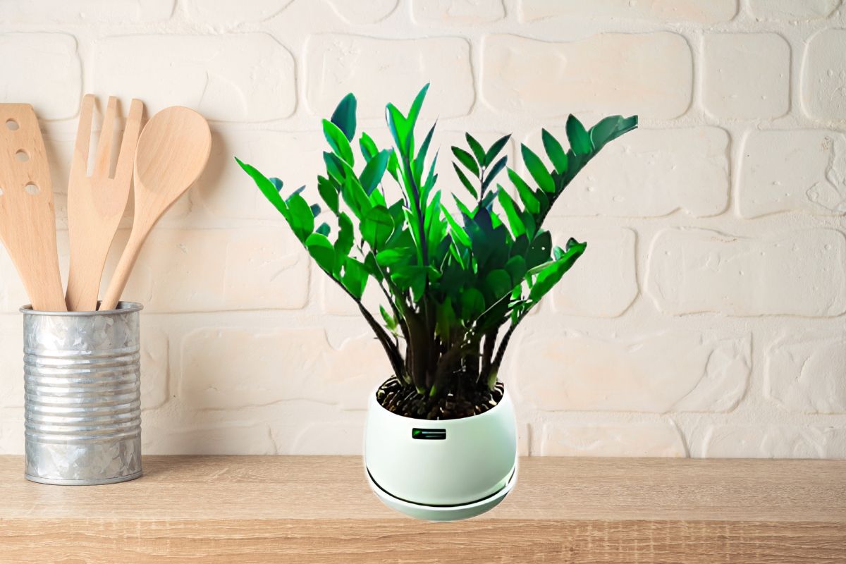 Phòng bếp nên đặt cây gì theo phong thuỷ