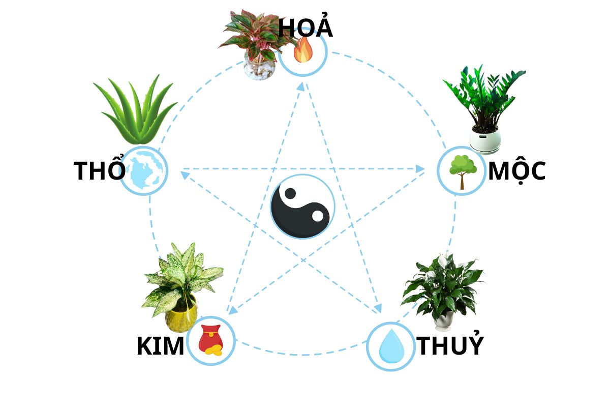 Phòng bếp nên đặt cây gì theo phong thuỷ