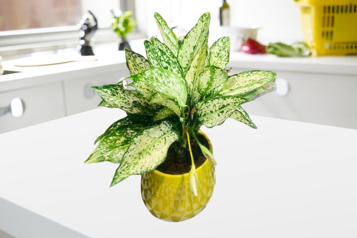 Phòng bếp nên đặt cây gì theo phong thuỷ