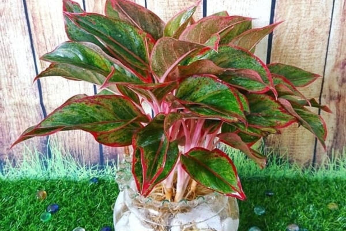 Phòng bếp nên đặt cây gì theo phong thuỷ