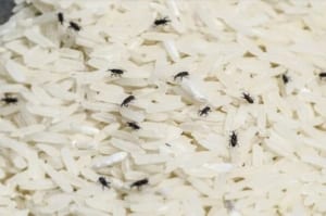 cách trị mọt gạo